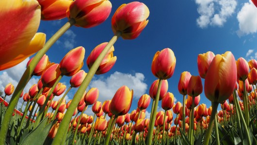 Festa del Tulipano e di Primavera eine große Rückkehr, zwischen Tradition und Neuheit