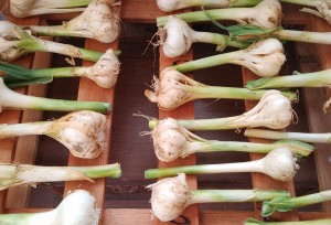 L'Aglione della Valdichiana 2024