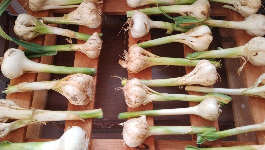 L'Aglione della Valdichiana 2024