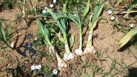 L'Aglione della Valdichiana 2023 è Pronto