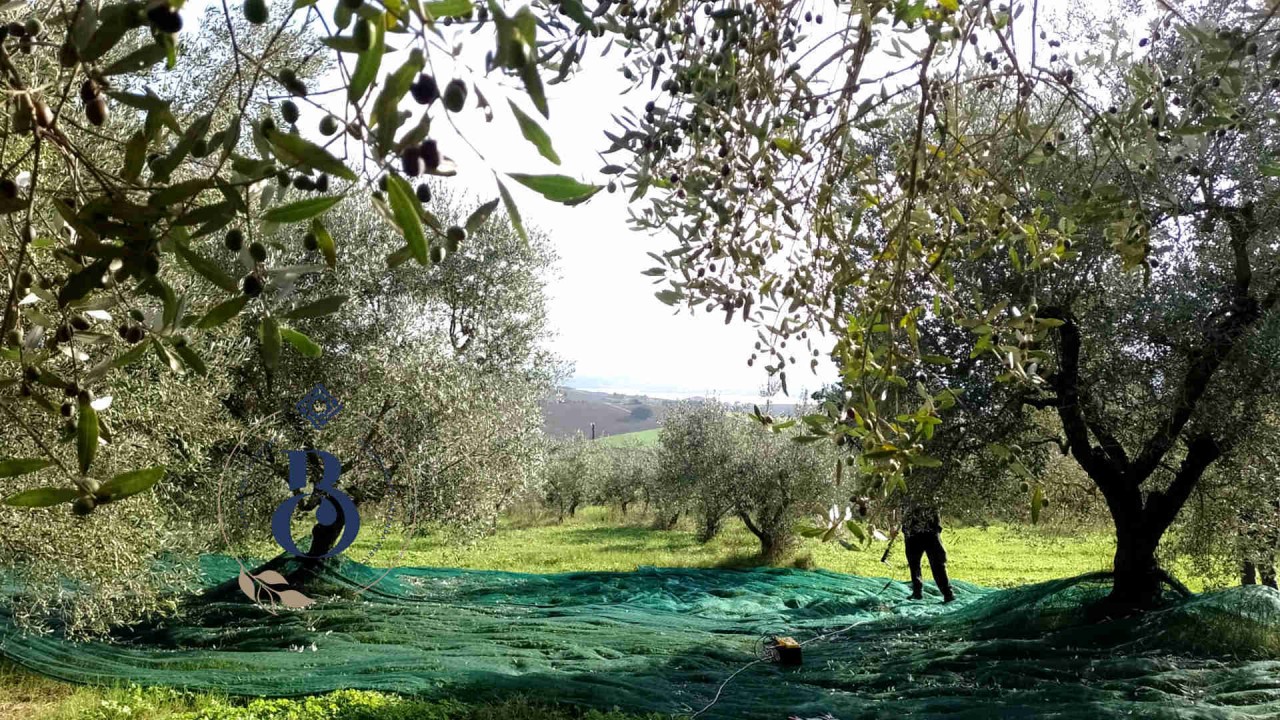 Bolognami Olive Harvest 2024 Un Millésime Spécial en Ombrie!