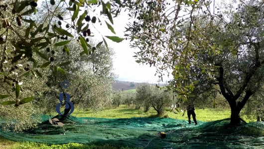 Raccolta delle Olive Bolognami 2024 Un'annata Speciale in Umbria!