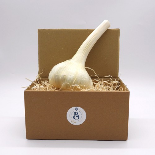 Aglione della Val di Chiana Bolognami