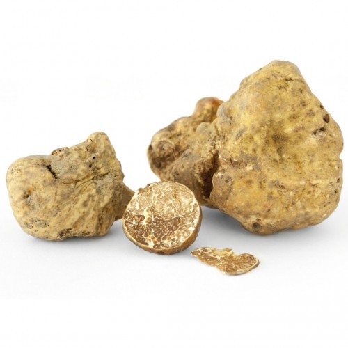 Tartufo Fresco Bianco Pregiato Bolognami 20 Gr a 50 Gr 