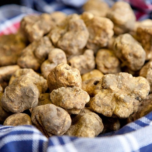 Tartufo Fresco Bianco Pregiato Bolognami 20 Gr a 50 Gr 