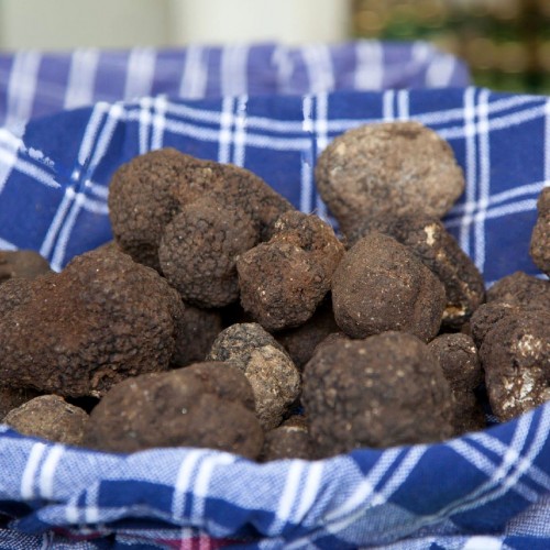 Tartufo Fresco Nero Pregiato Bolognami 20 Gr a 60 Gr