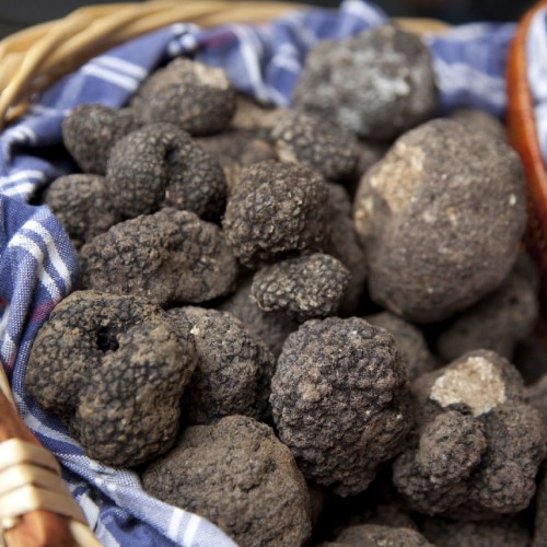 Tartufo Fresco Nero Uncinato Bolognami 20 Gr a 100 Gr